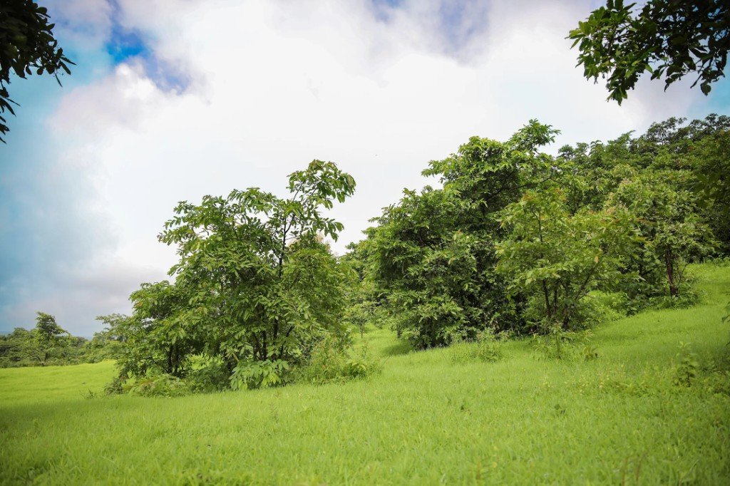 Trees on grassland at Konkan Kesharnath