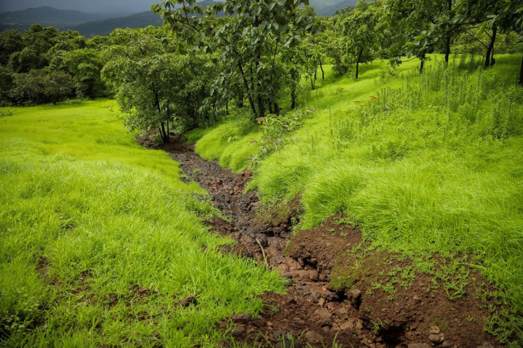 Seasonal stream through the estate grassland