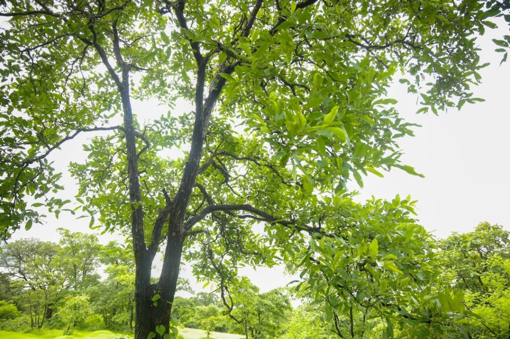 Understanding White Sandalwood as a long-duration crop
