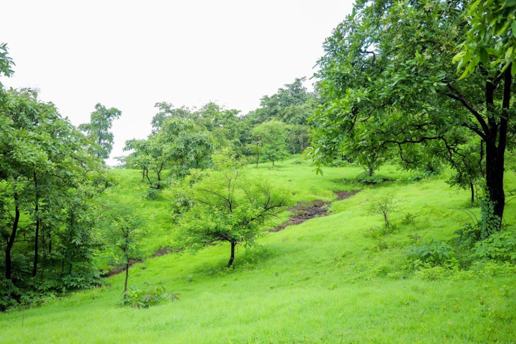 White Sandalwood plantation hillside at Konkan Kesharnath