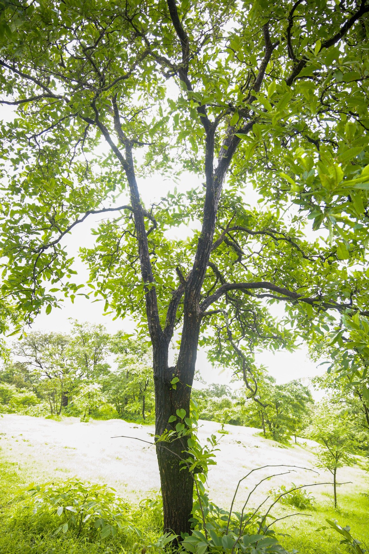 Path through the managed plantation
