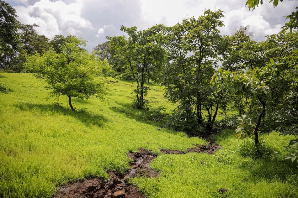 Seasonal stream through the estate grassland